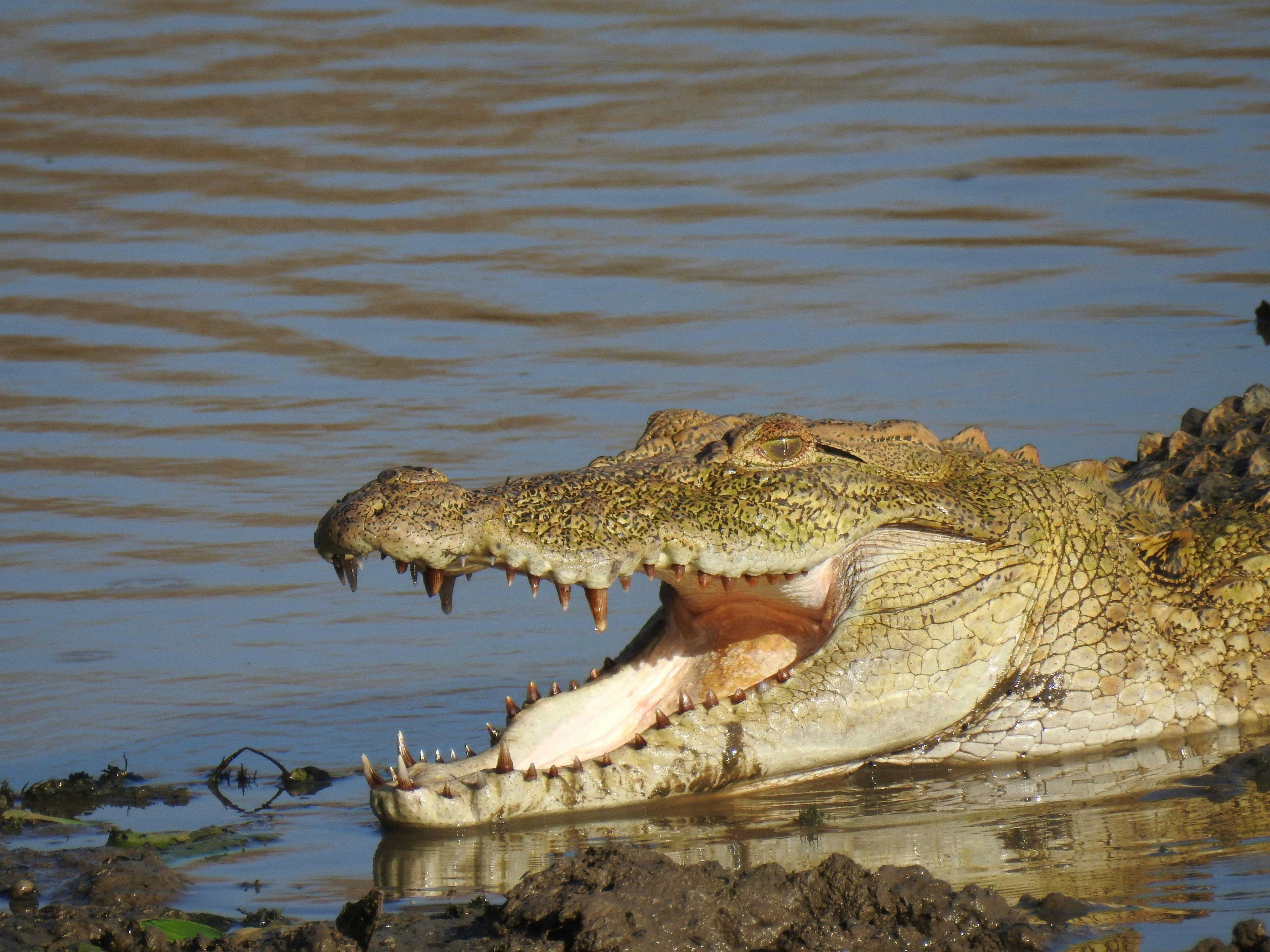 Crocodiles et serpents à la frontière : une piste étudiée en Inde dans des zones de mangroves