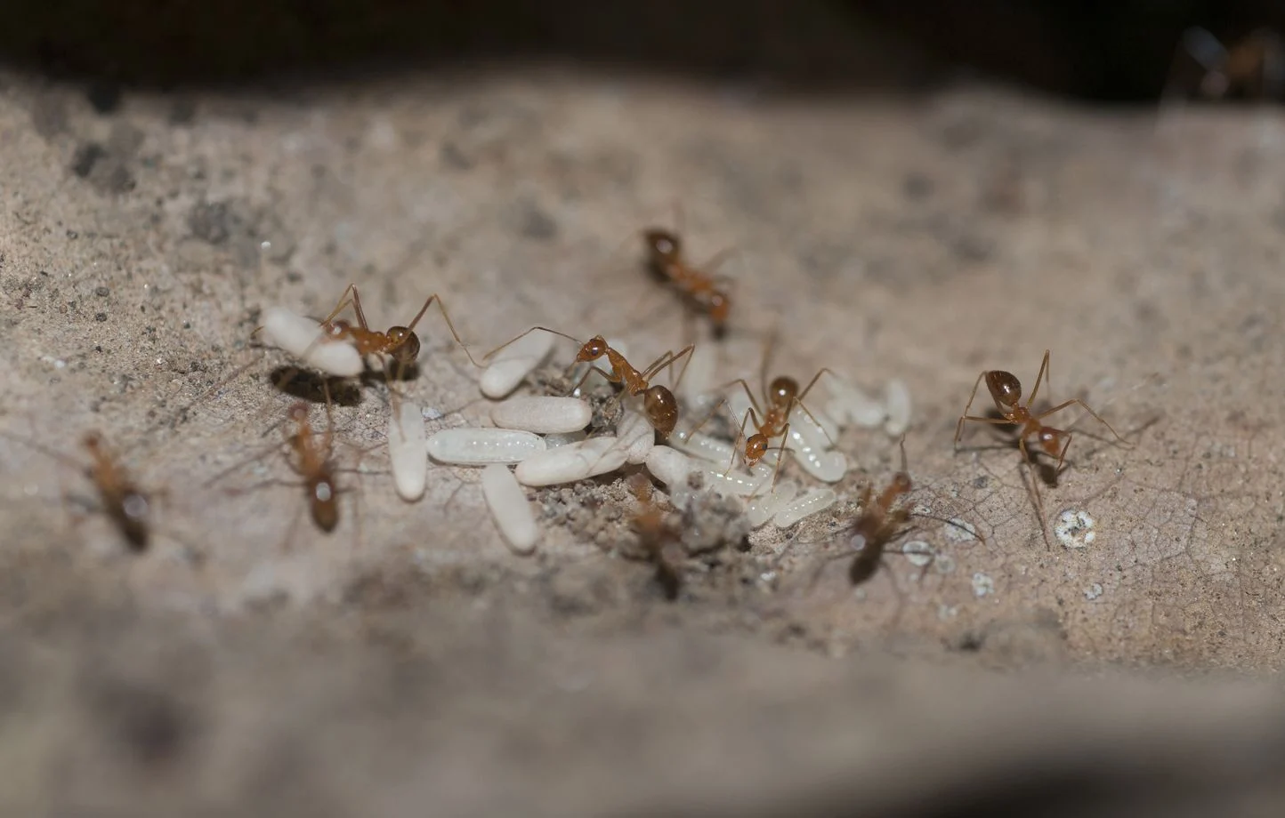 France: un troisième foyer de fourmis électriques détecté à Cavalaire-sur-Mer