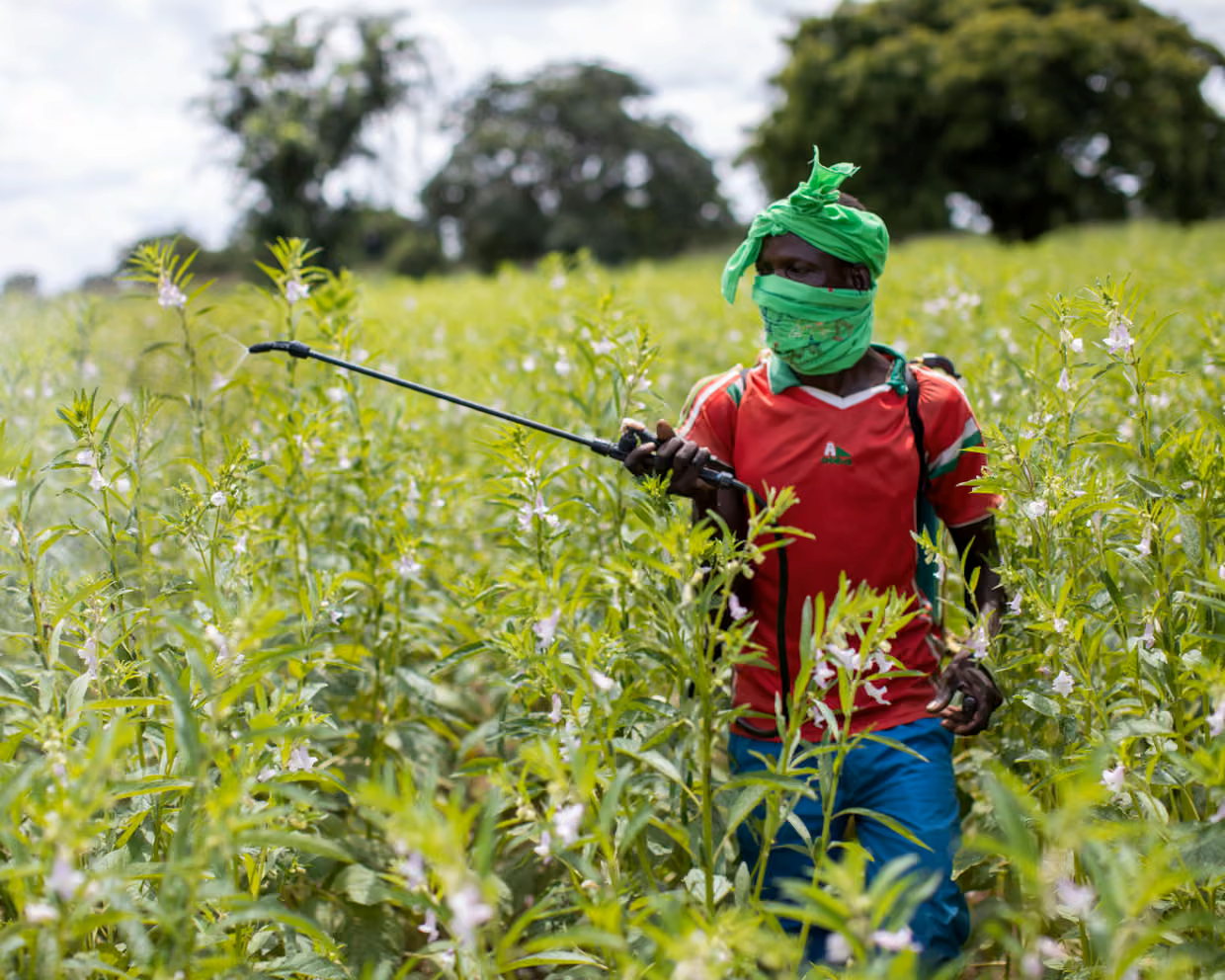 Pesticides : près de la moitié des agriculteurs concernés chaque année par une intoxication aiguë