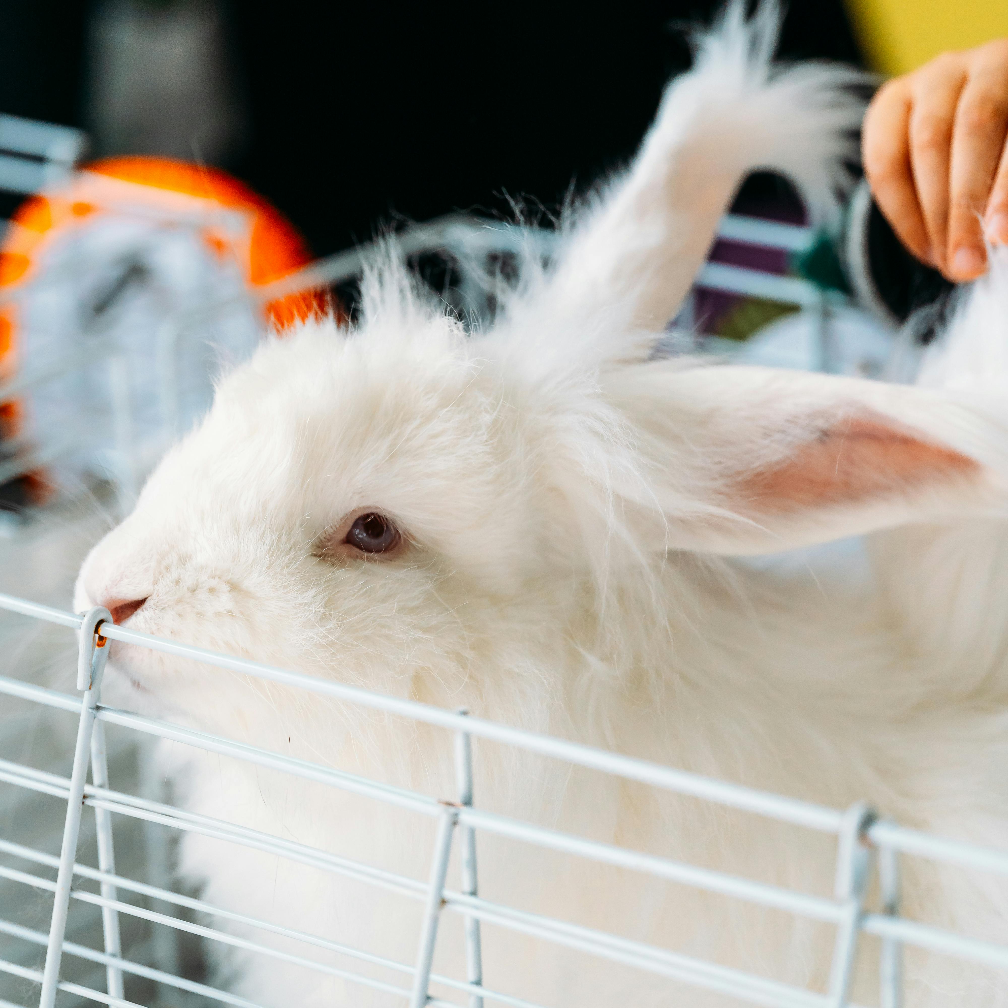 Cosmétiques éthiques en Australie : la transition est en marche