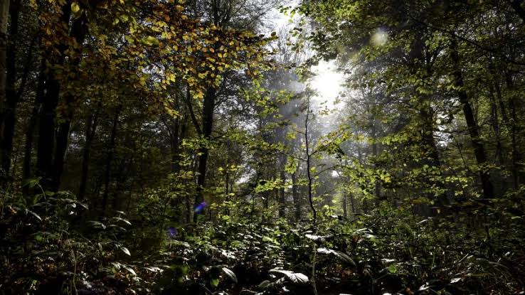 Journée internationale des forêts 2026 : les forêts, moteurs d’économies durables