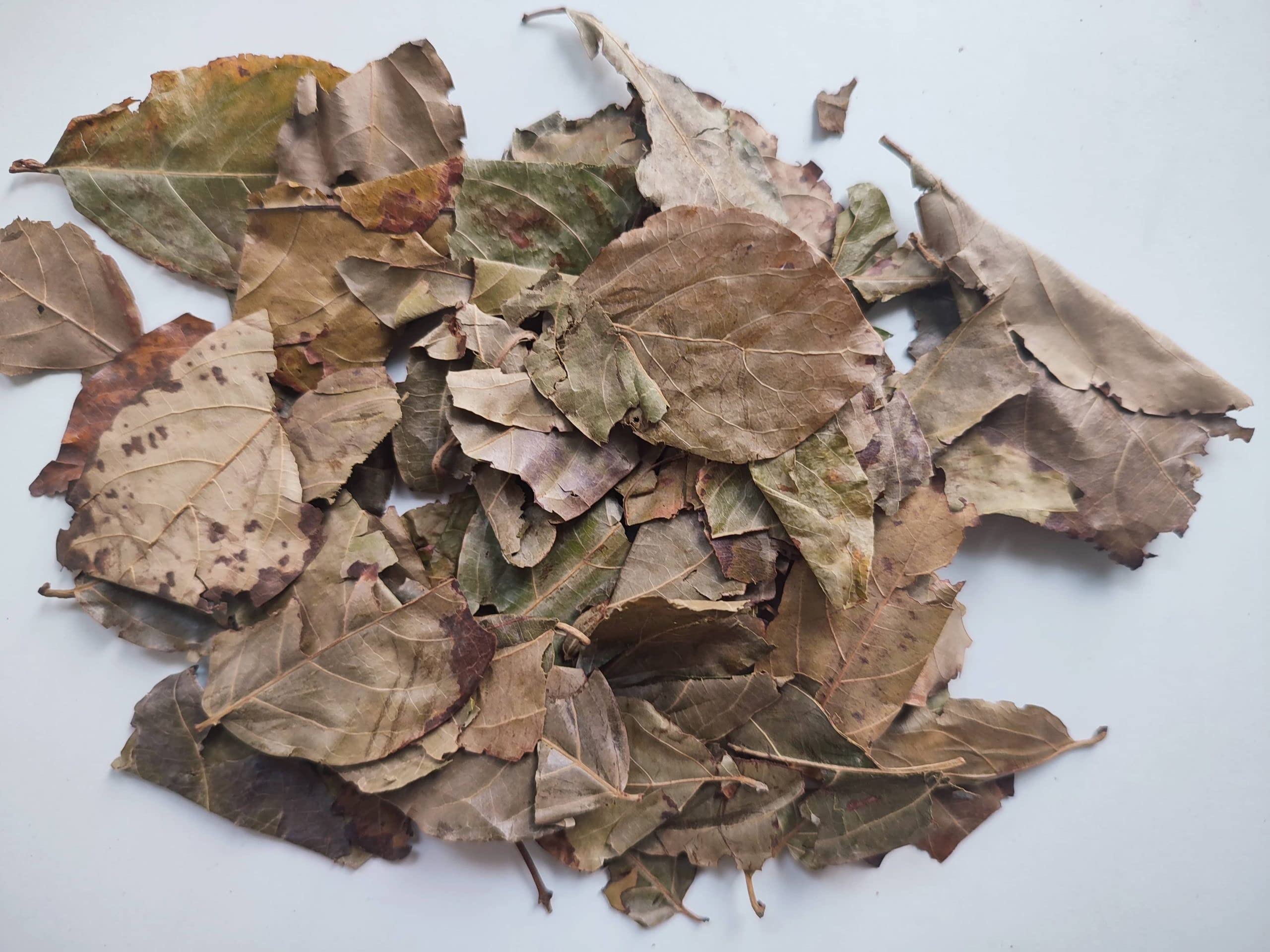 Kinkeliba au Mali : préserver une plante sahélienne prisée pendant le Ramadan