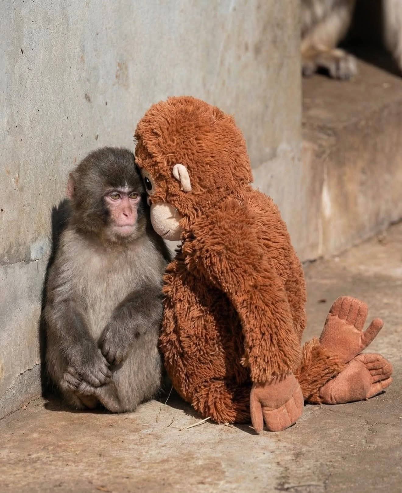 Punch, bébé macaque japonais : une histoire qui éclaire le bien-être animal en captivité