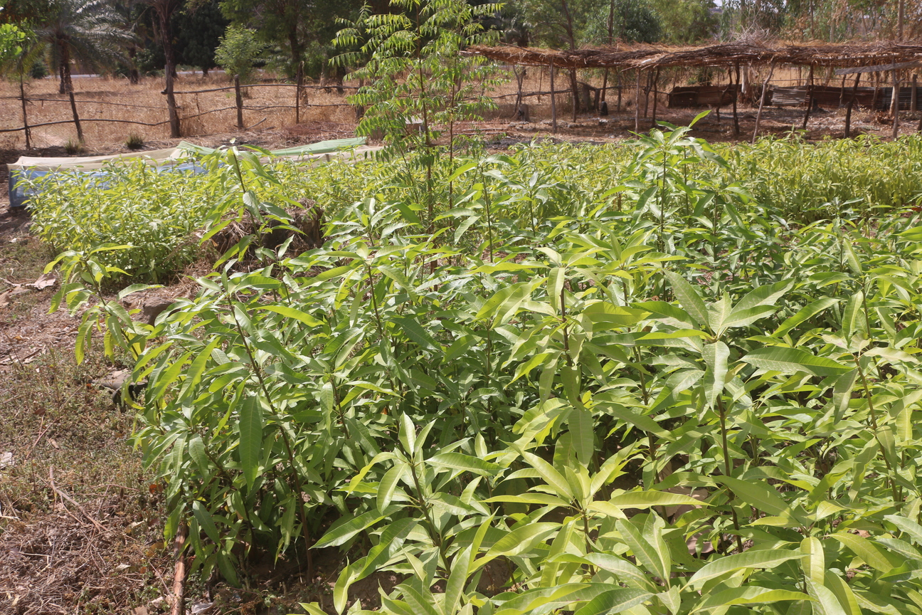 Togo: la mobilisation féminine fait reverdir le mont Natigou